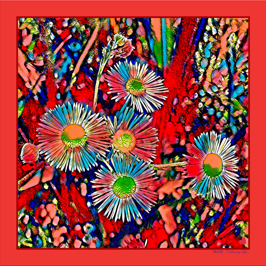 Everlasting Daisies -