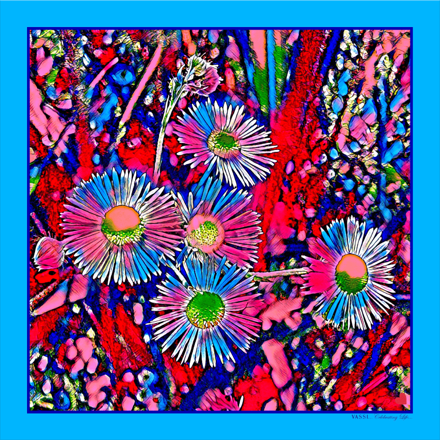 Everlasting Daisies -