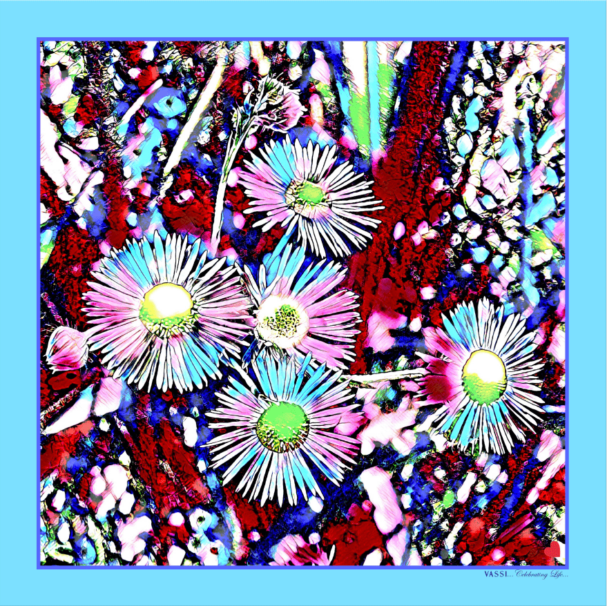 Everlasting Daisies -