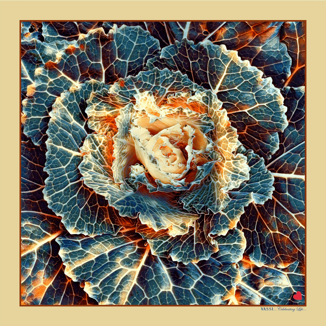 Ornamental Brassica